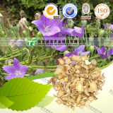 Natural Herbal Medicine Raw Material Platycodon Grandiflorum