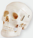 Skull Model Simulation Consists of Three Parts of The Life-Size