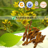 Anti Tumor Anti Inflammatory Herbal Medicine Coptis Chinensis