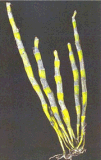 Dendrobine Dendrobium Nobile Extract