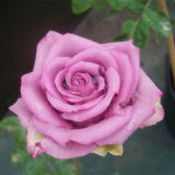 Supply High Quality Fresh Rose Flower From China