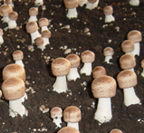 Natural Mushroom Powder