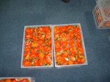 Fresh Ponkan Mandarin (60-80MM)
