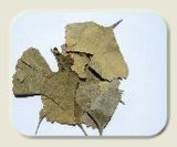 Gingko Leaves (Low Pesticide Residues)