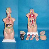 50cm Human Anatomic Torso Model