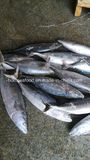 Whole Round IQF Frozen Seafood Bonito Fish (Sarda Orientalis)