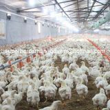 Full Set Equipment for Broiler Poultry House