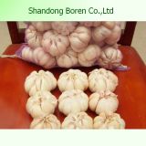New Crop Garlic From Shandongboren
