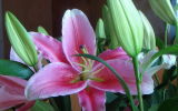 Fresh Cut Flower/Pink Lily (F-01-P)