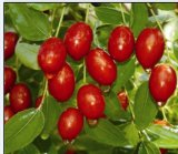 Chinese Organic Sweet Fresh Red Dates Fruit