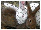 Rabbit Wire Mesh