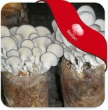 Mushroom Spawn(Logs)