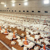 Hot Sale High Quality Automatic Poultry Equipment for Broiler