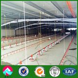 Professional Design Light Steel Structure Poultry Commercial Chicken Houses