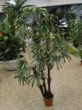 Artificial Plants and Flowers of Raphis Palm Gu-Bj-603-54-3