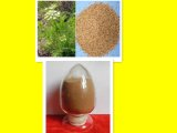 Natural Common Cnidium Extract with GMP Certified