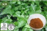 Kingherbs' 100% Natural IVY Extract: Hederacosid C 10%, 20% by HPLC