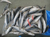 6-8 PCS/Kg Frozen Fish Mackerel