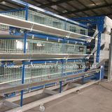 Automatic H Type 3 Tiers Pullet Layer Cage for 3tiers