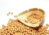 100% Non-Gmo Dried Yellow Soybean