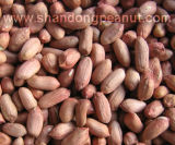 Peanut Kernels - Virginia Type