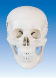 Skull Model (ZM1005)