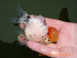 Carassius Auratus - Pearscale Goldfish