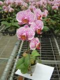 Phalaenopsis (Orchid) (24-006)