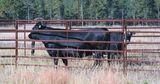 Powder Coated Livestock Panel / Fence