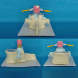 Spine Anatomy Model for Teaching (R140102)
