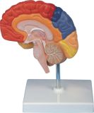 Human Brain, Half -Mh03005