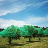 Anti Bird Netting