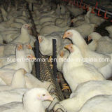SGS Certificate Automatic Chicken Feeder for Breeder