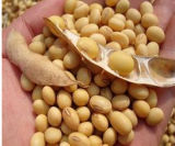 2015 Organic Dired Soybean for Good Quality