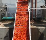 Concentrate Fruit Juice Processing Plant