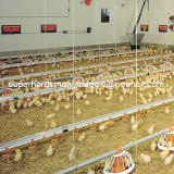High Quality Automatic Poultry Feeding and Drinking System for Chicken