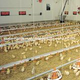 High Quality Automatic Poultry Feeding and Drinking System for Chicken