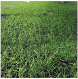 Rubber Grass Mat - Outdoor Rubber Grass Protection Mats