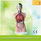 Human Torso Model (85cm) / Teaching Model