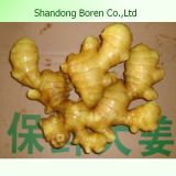 2015 Chinese Fresh Natural Green Garlic