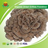 Manufacturer Supplier Organic Dried Grifola Frondosa