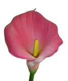 Calla Lily (pink)