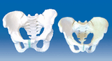 Model Of Pelvis