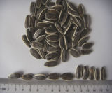 Professional Exporting New Crop 5009 Sunflower Seeds