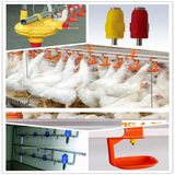 Automatic Nipple Drinker of Poultry Equipment/Poultry in Livestoce