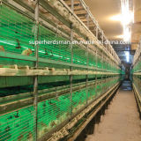 H-Type Chicken Cage Poultry Farm Equipment for Layer Chicken