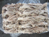 Illex Argentinus Squid Tentacles