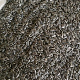 2015 Wholesale High Quality Raw Sunflower for Food