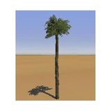 Camouflaged Pine Tree Bionic Antenna Cell Communication Monopoles