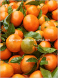 Sweet Mandarin orange